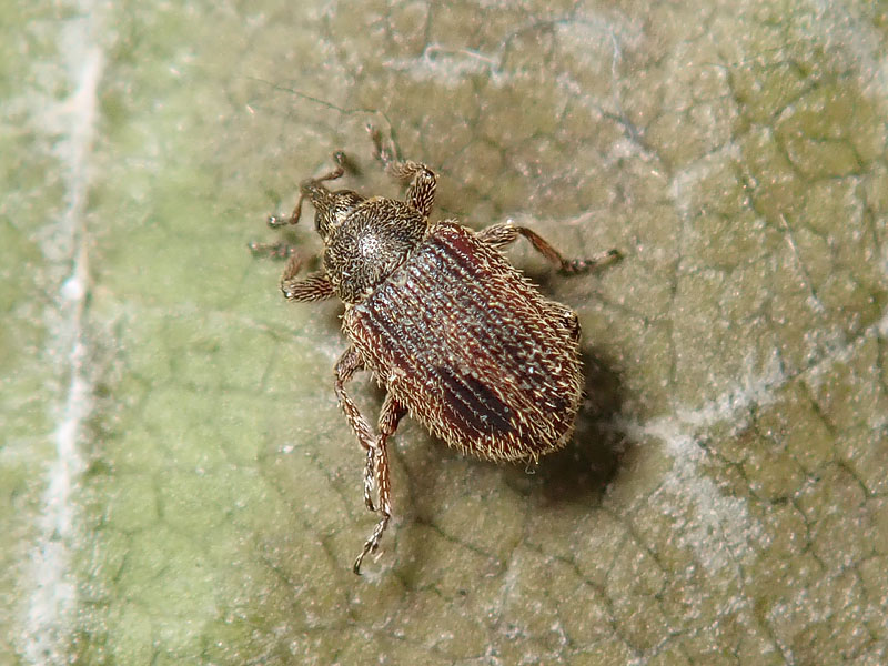 Curculionidae: Gymnetron rotundicolle ??  S !